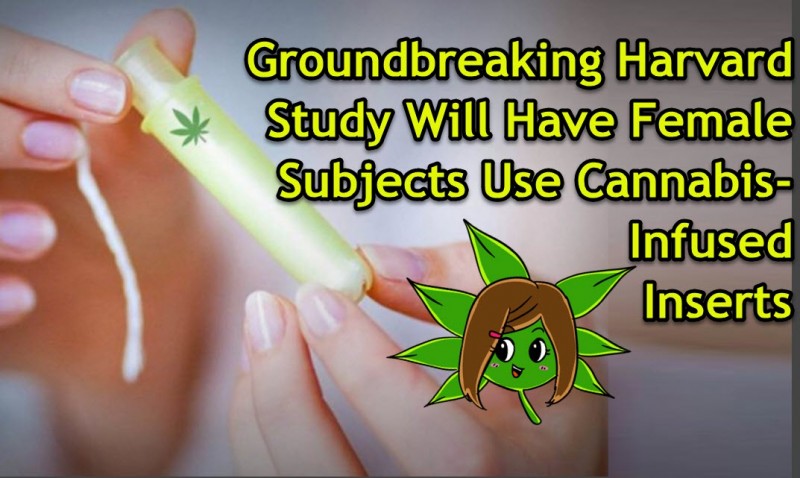 Cannabis tampon study