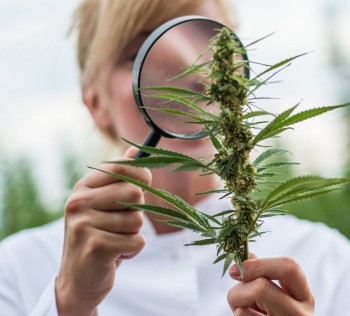 Is There Any Green Left in the Green Rush? - The 5 Highest Paying Jobs in the Cannabis Industry Right Now