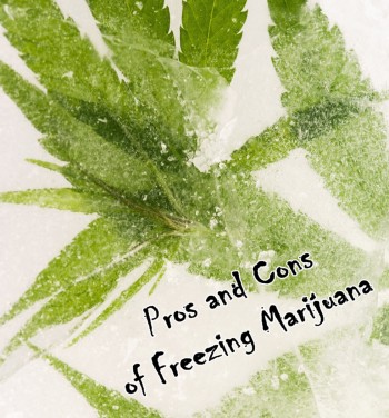 What are the Pros and Cons of Freezing Marijuana?