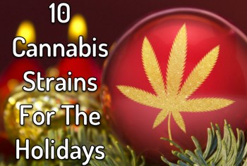 10 Cannabis Strains For The Holidays