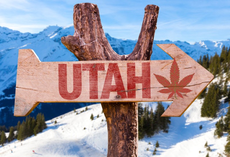 Utah cannabis crop