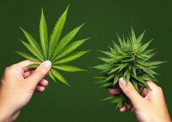 THCA Flower vs. Regular Weed: Can Your Friends Tell the Difference? (Spoiler: Probably Not)