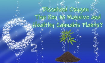 Dissolved Oxygen - The Key to Massive and Healthy Cannabis Plants?