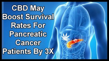 CBD May Boost Survival Rates For Pancreatic Cancer Patients By 3X
