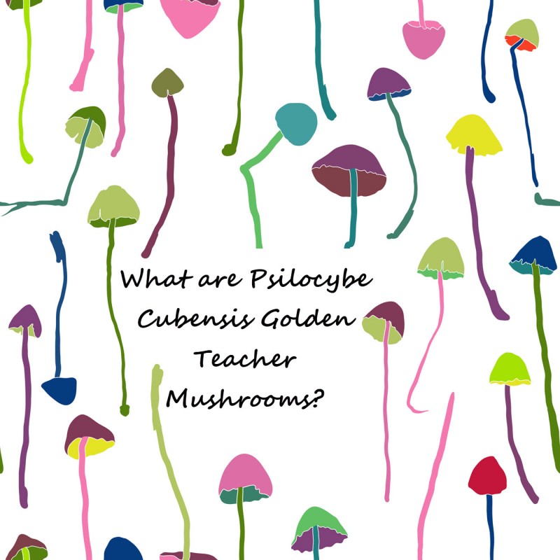 What are Psilocybe Cubensis Golden Teacher Mushrooms?