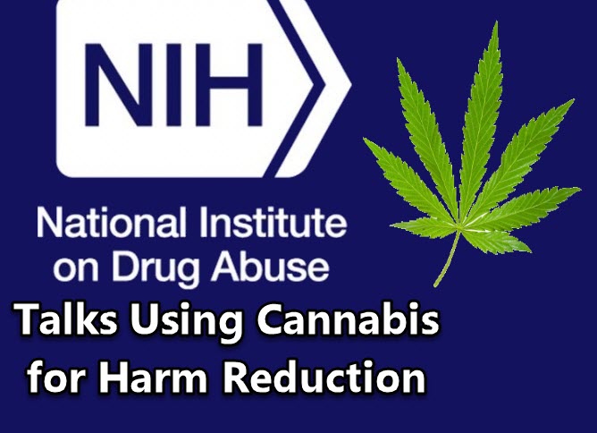 Using Cannabis For Harm Reduction