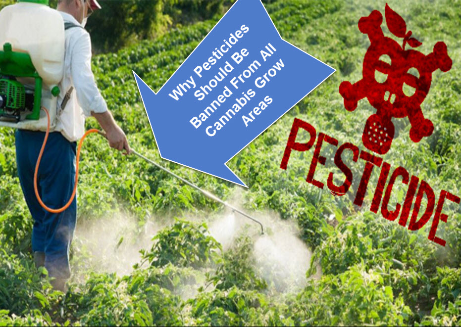 are insecticides and pesticides the same thing