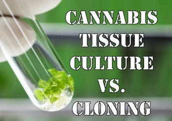 Cannabis Tissue Culture vs Cloning