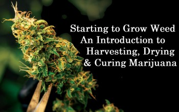 Starting to Grow Weed - Harvesting, Drying, and Curing Your Marijuana