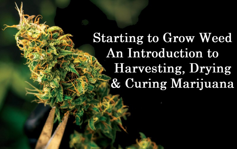 how to harvest dry and cure your cannabis plants
