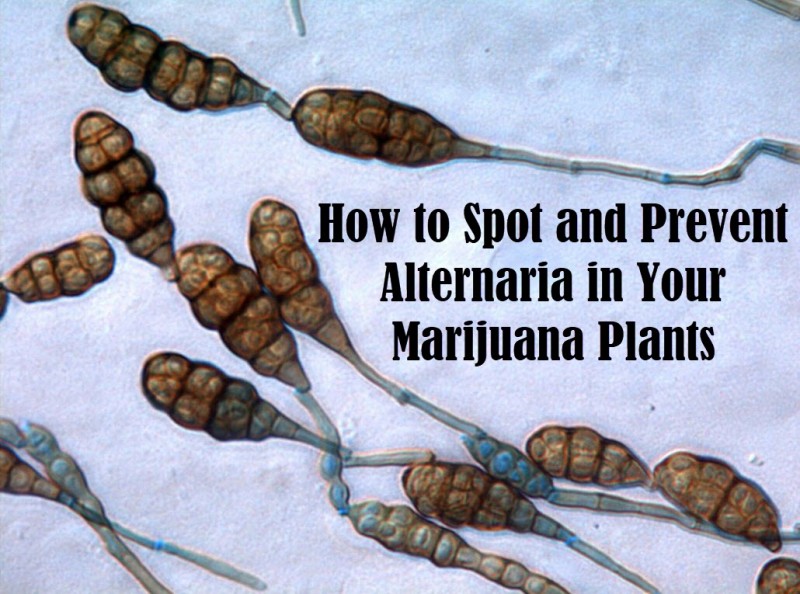 Alternaria in marijuana plants