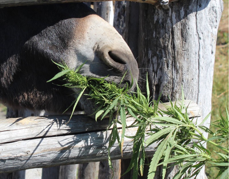 hemp biomass for animals