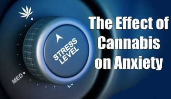 The Effect of Cannabis on Anxiety