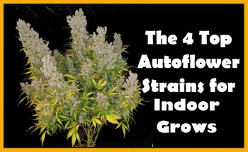 The 4 Top Autoflower Strains for 2018