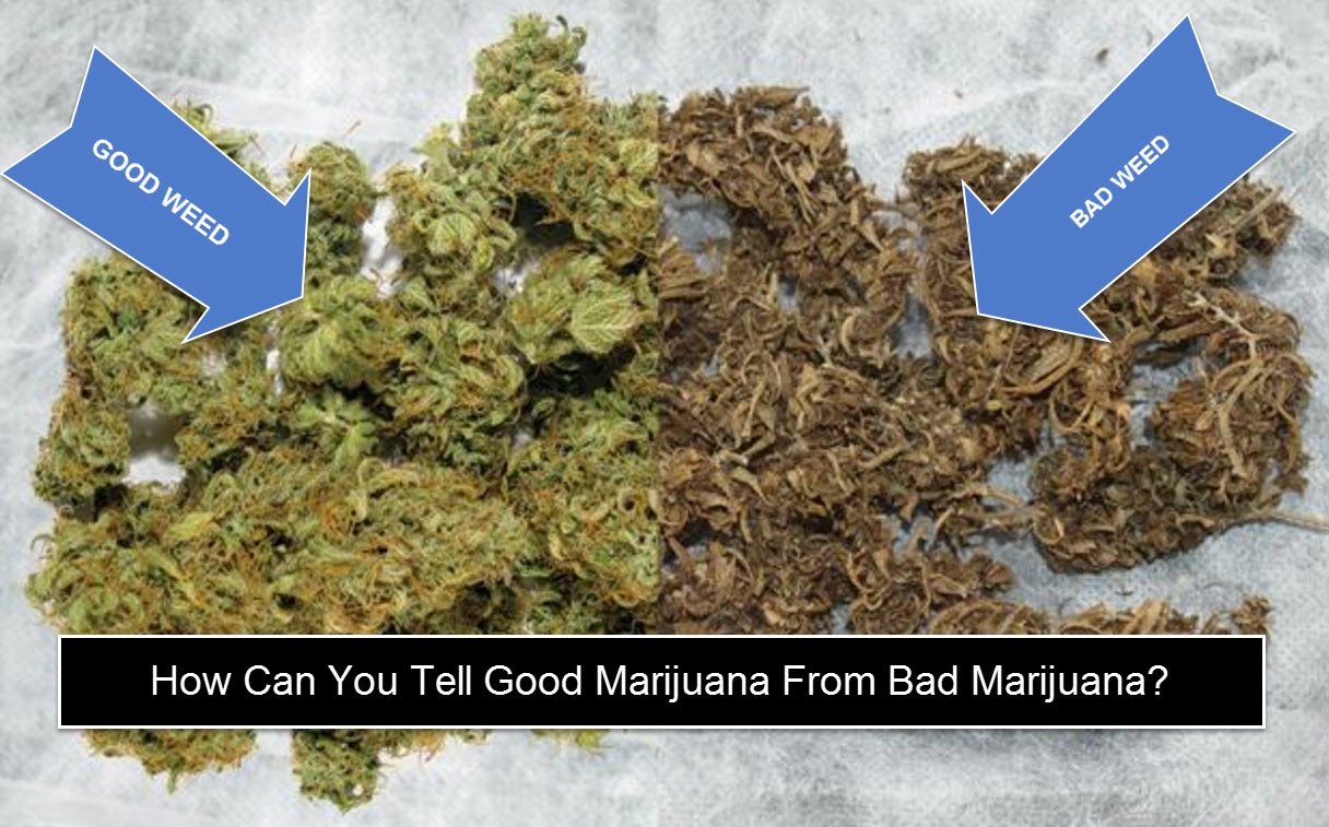 Does weed go bad? there are certain ways to find out.