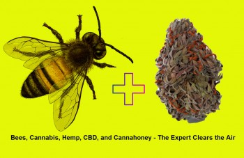 The Guide to Bees, Cannabis, Hemp, CBD, and Cannahoney