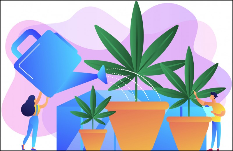 indoor premium cannabis grows