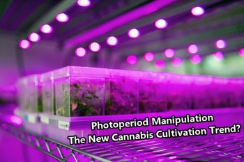 Photoperiod Manipulation - The New Cannabis Cultivation Trend?