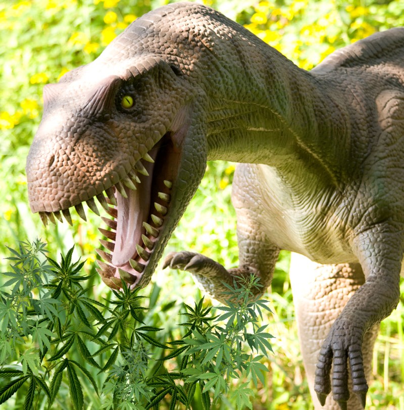 Dinosaurs ate weed