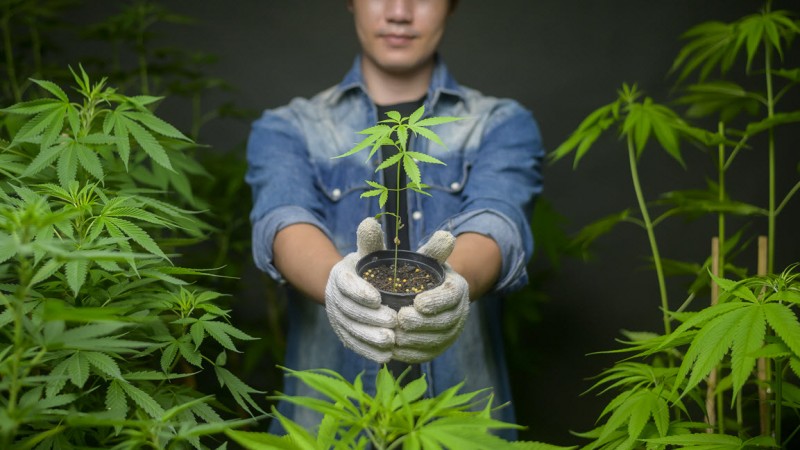 California cannabis farmers