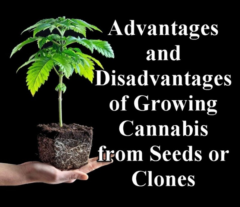 cannabis seeds or clones