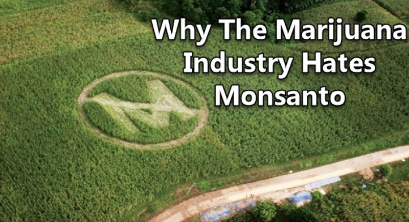 Monsanto GMO cannabis seeds