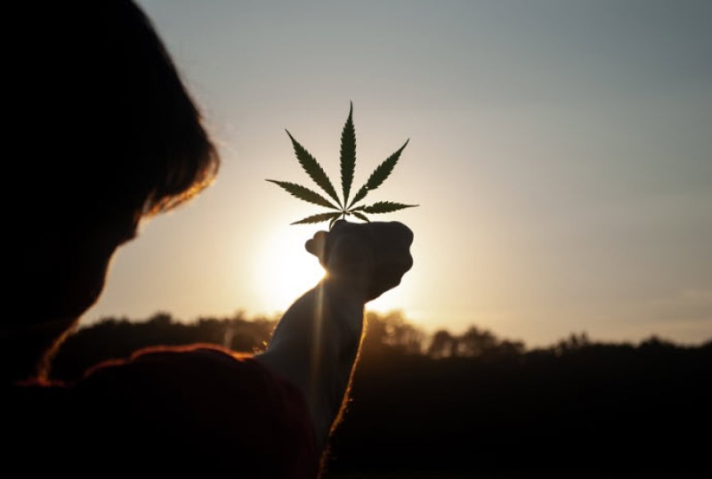 vertical cannabis growing