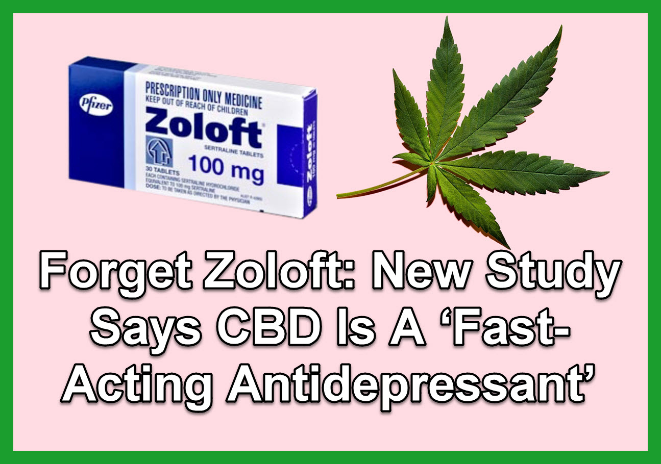 Zoloft New Study Says CBD Is A ‘FastActing Antidepressant’
