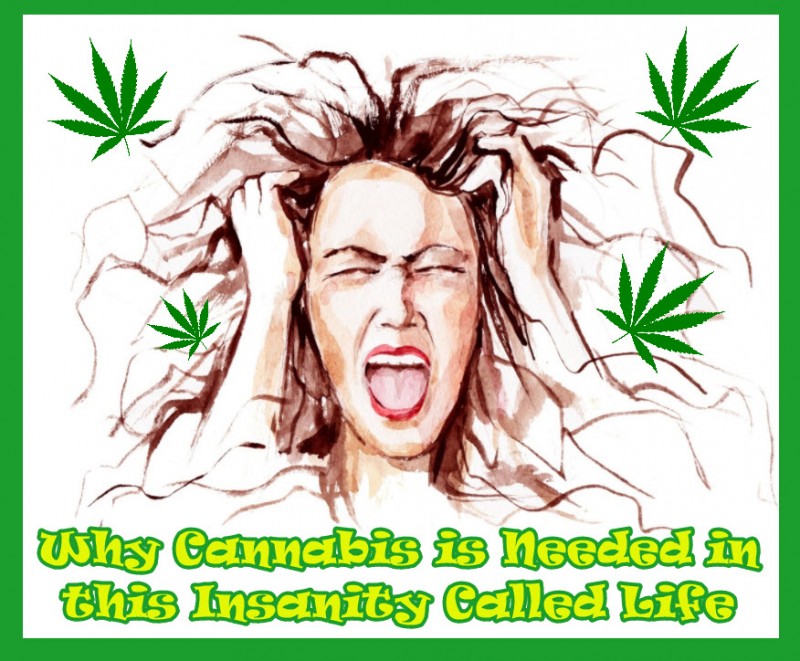 cannabis for insanity