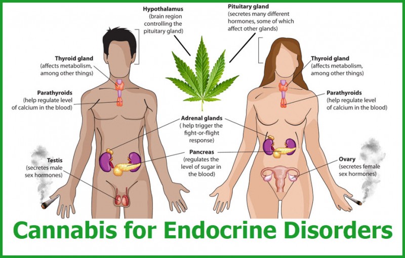 Endocrine Disorder and Medical Marijuana