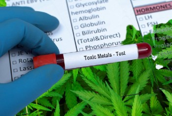 Why Are Heavy Metals, Like Lead and Cadmium, Testing So High in Cannabis Users' Blood and Urine?