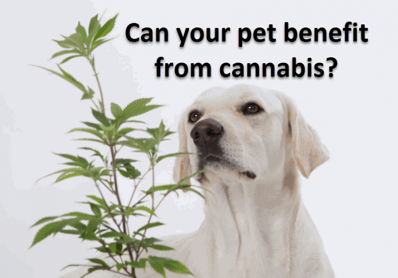 Cannabis For Pets