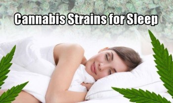 The Top 5 Cannabis Strains For Sleeping and Insomnia