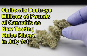 California Destroys Millions of Pounds of Cannabis as New Testing Rules Kicked in July 1st