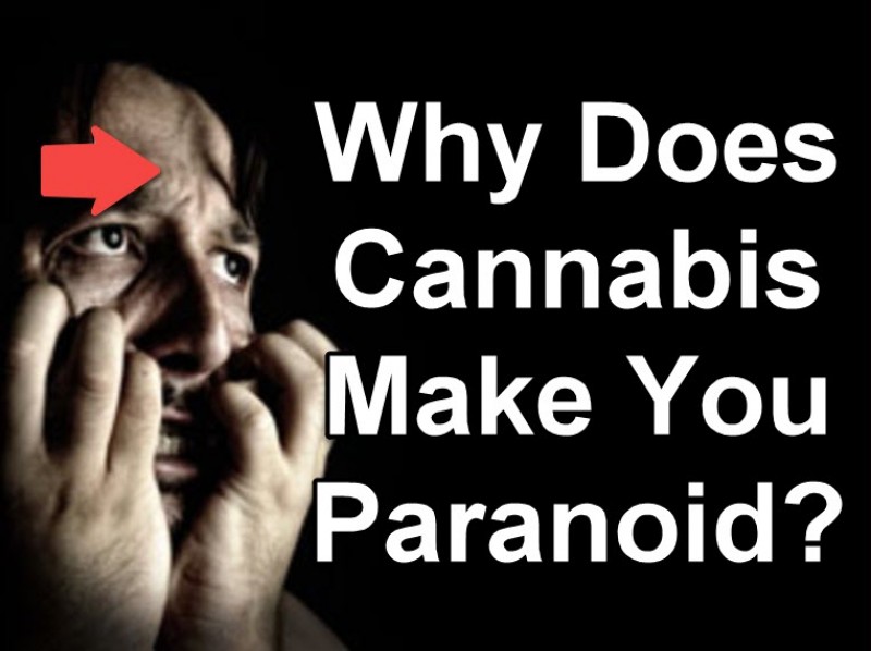 weed paranoia