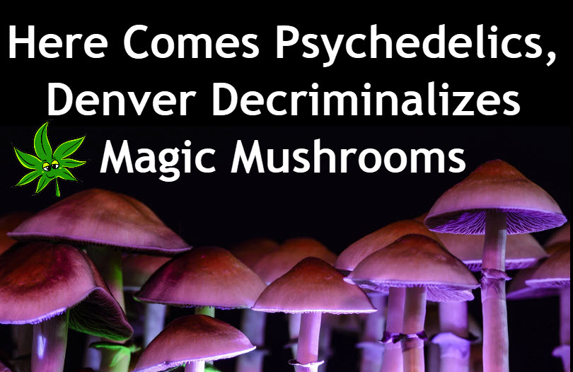 Here Come the Psychedelics - Denver Decriminalizes Magic Mushrooms