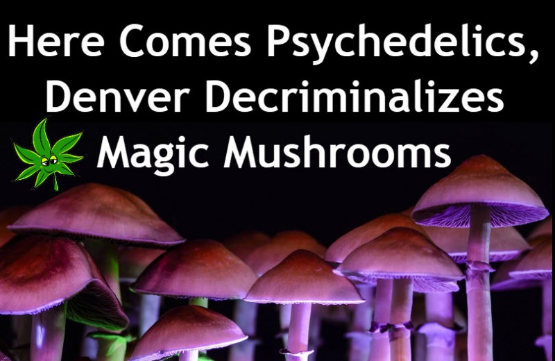 magic mushrooms in Denver