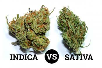 The Difference between Indica and Sativa Marijuana