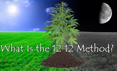 12 12 GROWING TECHNIQUE