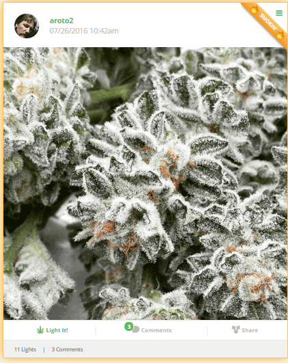 cannabis plants