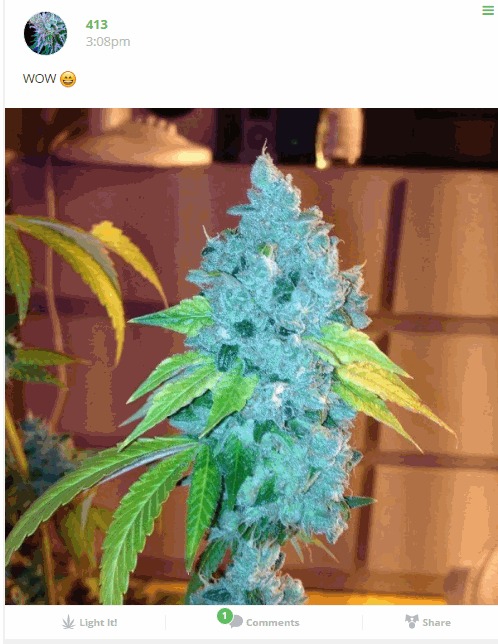 facebook of cannabis photo