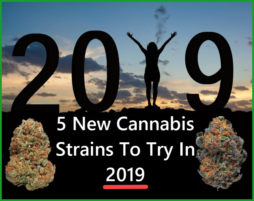 NEW CANNABIS STRAINS OF 2019