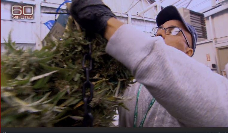 MARIJUANA HARVEST 60 MINUTES