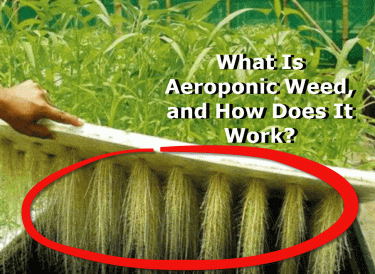 AEROPONIC MARIJUANA GROWS