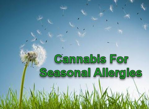 CANNABIS FOR SEASONAL ALLERGIES