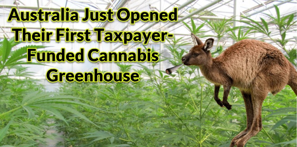 australia goes full cannabis greenhouse