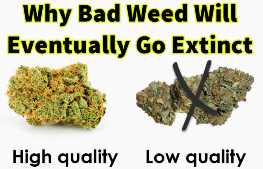 BAD WEED WILL GO AWAY