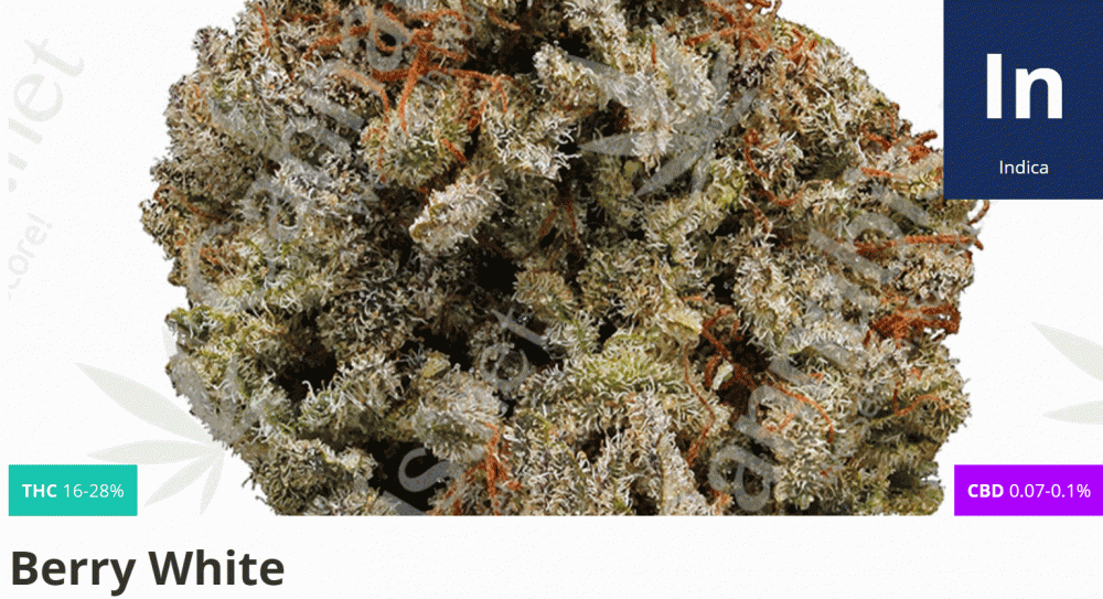 berry white strain