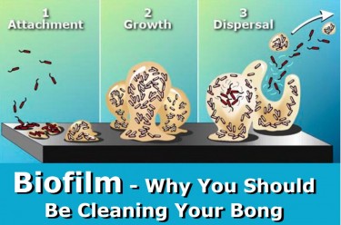 BIOFILM AND BONG WATER