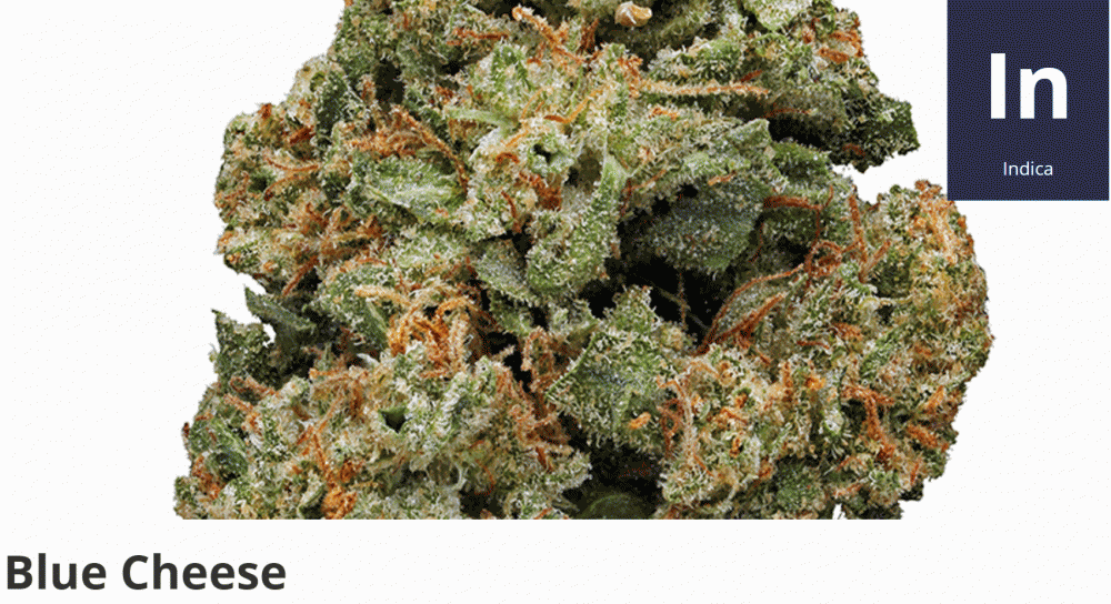 BLUE CHEESE STRAIN